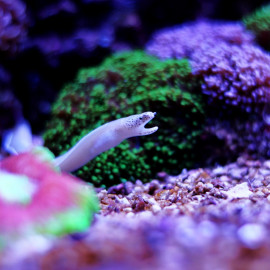 Pseuddechidna brummeri - Murène ruban blanc
