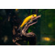 Gyrinocheilus Aymonieri Gold - Mangeur d'algues (Elevage - Thailande)
