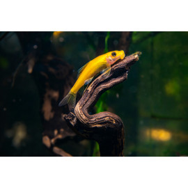 Gyrinocheilus Aymonieri Gold - Mangeur d'algues (Elevage - Thailande)