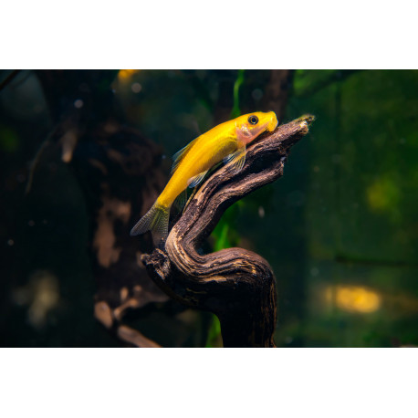 Gyrinocheilus Aymonieri Gold - Mangeur d'algues (Elevage - Thailande)