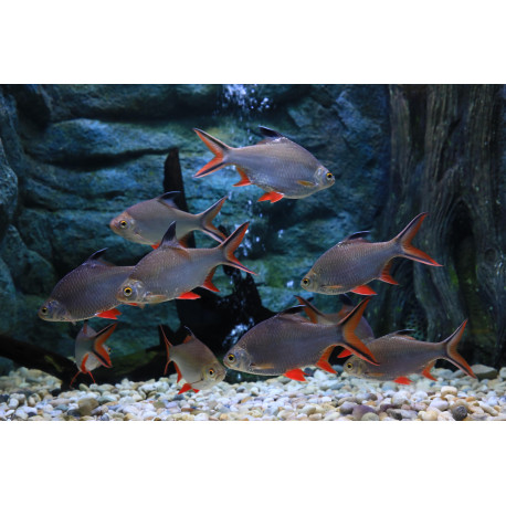 Barbus schwanenfeldi XXL 20cm - Barbus argenté