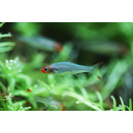Sawbwa Resplendens - Nez rouge asiatique
