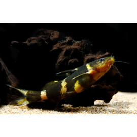 Leiocassis Siamensis - Poisson chat siamois