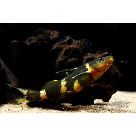 Leiocassis Siamensis - Poisson chat siamois