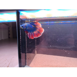 Betta mâle Halfmoon Thai Flag HQ N°52