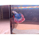 Betta mâle Halfmoon Thai Flag HQ N°52