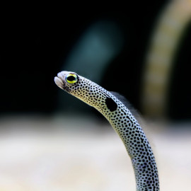 Rhinomuraena quaesita - Murène ruban (Indonésie)