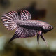 Betta Alien Mâle Silver Cooper Grade A - Elevage Thaïlande