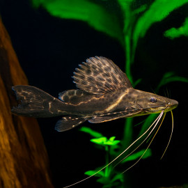 Leiarius pictus 30-35cm – Poisson-chat impressionnant