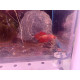 Betta Giant RED Femelle N°4