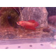 Betta Giant RED Femelle N°4