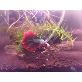 Betta Giant Thaïflag N°5