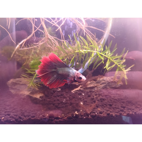 Betta Giant Thaïflag N°5