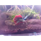 Betta Giant Thaïflag N°5