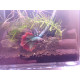 Betta Giant Thaïflag N°5