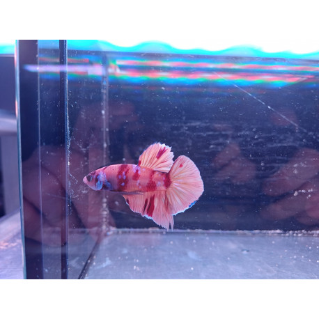 Betta  Super Delta  Mâle HQ N°16