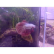 Betta Halfmoon dragon white/red n°19