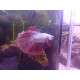 Betta Halfmoon dragon white/red n°19