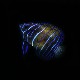 Pomacanthus navarchus - Poisson-ange amiral juvénile