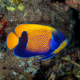 Pomacanthus navarchus - Poisson-ange amiral juvénile