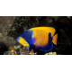 Pomacanthus navarchus - Poisson-ange amiral juvénile
