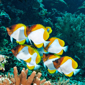 Hemitaurichthys polylepis - Poisson papillon pyramide jaune M