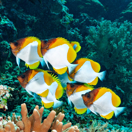 Hemitaurichthys polylepis - Poisson papillon pyramide jaune M