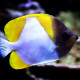 Hemitaurichthys polylepis - Poisson papillon pyramide jaune M