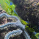 Ophiarachna incrassata - Ophiure verte