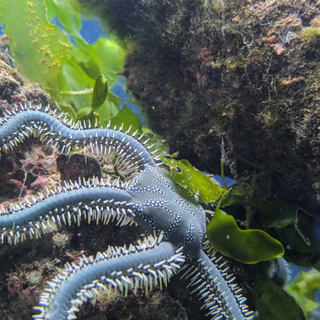 Ophiarachna incrassata - Ophiure verte