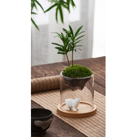 Aquaplante support de plante décoratif - Support