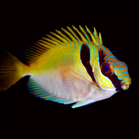 Siganus virgatus - Poisson lapin à double barre