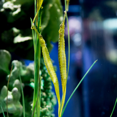 Syngnathoides biaculeatus - Syngnathe longue-flûte