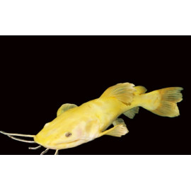 phractocephalus hemioliopterus - Poisson-chat à queue rouge 6-10cm