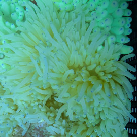 Heteractis malu yellow S