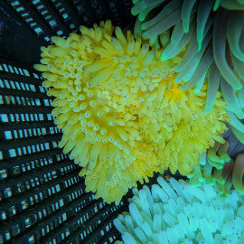 Heteractis malu gold - Anémone de mer gold à pied orange