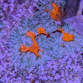 Phymanthus (Epicystis) crucifer White a coeur orange- Anémone à chapelets S