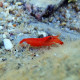Alpheus bisincisus - Crevette pistolet rouge