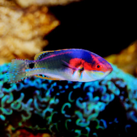 Cirrhilabrus exquisitus - Labre exquis