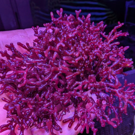 Amphiroa sp - Algue rouge calcaire marine