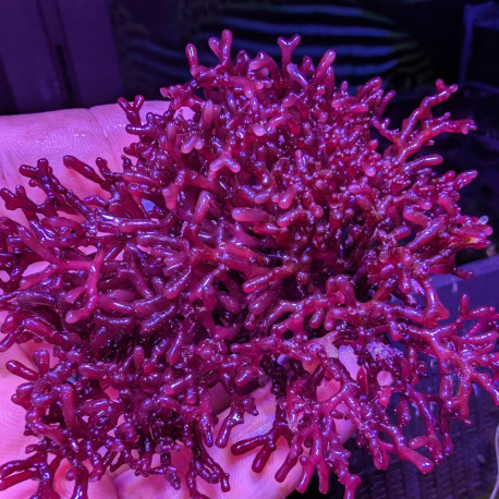 Amphiroa sp - Algue rouge calcaire marine