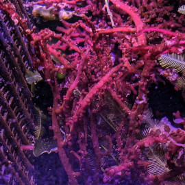 Botryocladia sp. - Algue raisins de mer rouge