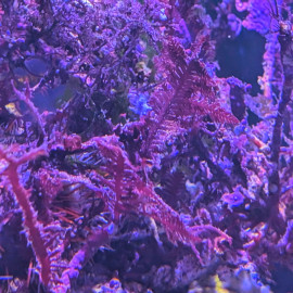 Haliptilon sp - Algue rouge marine