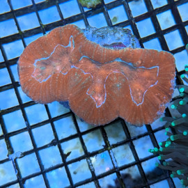 Lobophyllia SP. Orange LPS - Corail pour aquarium