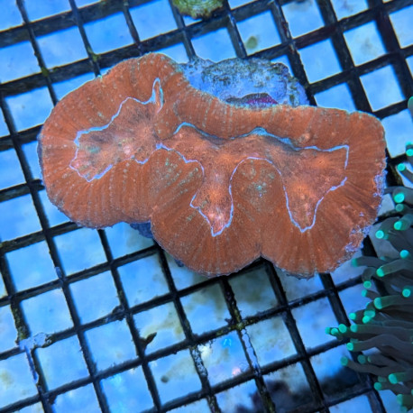 Lobophyllia SP. Orange LPS - Corail pour aquarium