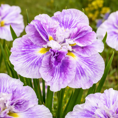 Iris ensata ‘Cheesecake’ POT DE 11cm - Plante de Bassin