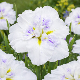 Iris ensata Dinner Plate Cupcake POT DE 11cm - Plante de Bassin