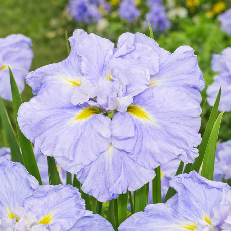 Iris ensata Dinner Plate Ice Cream POT DE 11cm - Plante de Bassin