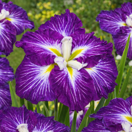 Iris ensata Dinner Plate Jell-O POT DE 11cm - Plante de Bassin