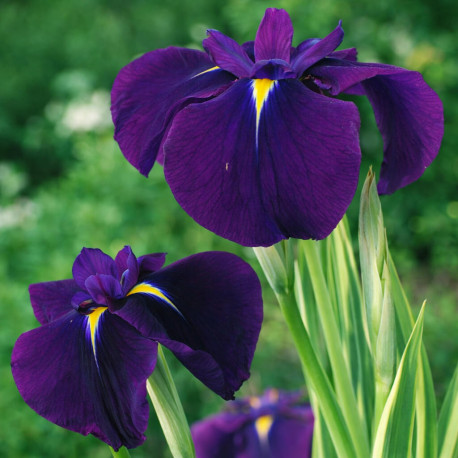 Iris kaempferi Variegata POT DE 9cm - Plante de Bassin